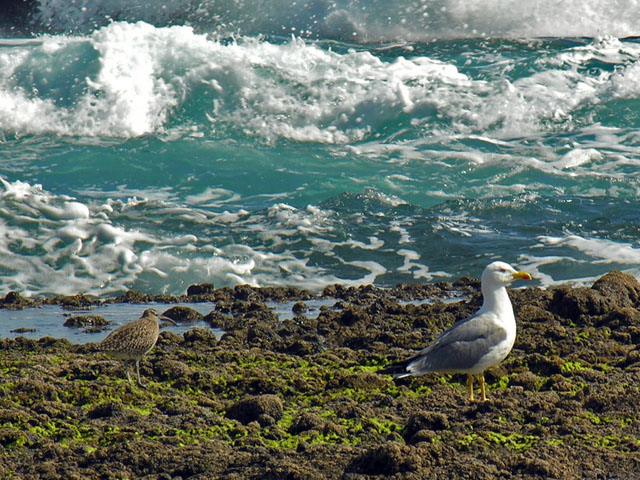 Larus michaellis atlantis e Numenius phoepus